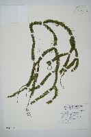 小垂枝石松藏品圖，第1張