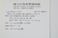 小垂枝石松藏品圖，第2張