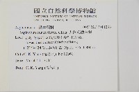 大蓬萊鐵角蕨藏品圖，第2張