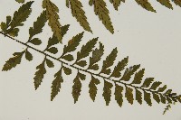 大蓬萊鐵角蕨藏品圖，第3張