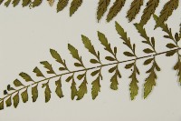 大蓬萊鐵角蕨藏品圖，第5張