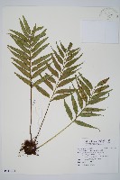 蘭嶼鐵角蕨藏品圖，第1張