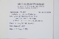 蘭嶼鐵角蕨藏品圖，第2張