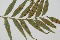 蘭嶼鐵角蕨藏品圖，第3張