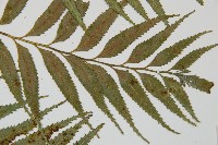 蘭嶼鐵角蕨藏品圖，第4張