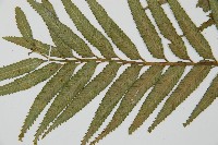 蘭嶼鐵角蕨藏品圖，第5張