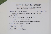 大羽新月蕨藏品圖，第2張