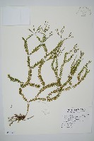 小垂枝石松藏品圖，第1張