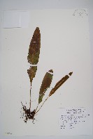 舌蕨藏品圖，第1張