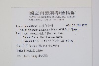 舌蕨藏品圖，第2張