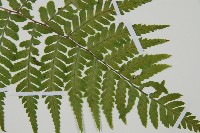 阿里山蹄蓋蕨藏品圖，第3張