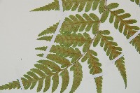 阿里山蹄蓋蕨藏品圖，第4張