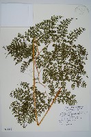 彎柄假複葉耳蕨藏品圖，第1張