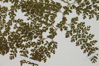 彎柄假複葉耳蕨藏品圖，第3張