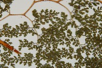 彎柄假複葉耳蕨藏品圖，第4張