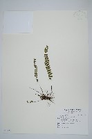 鐵角蕨藏品圖，第1張