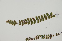 鐵角蕨藏品圖，第3張