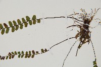 鐵角蕨藏品圖，第4張