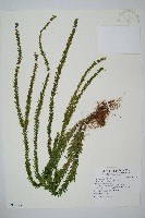 福氏石松藏品圖，第1張