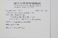 福氏石松藏品圖，第2張