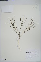 松葉蕨藏品圖，第1張