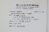 松葉蕨藏品圖，第2張