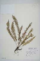 密毛蒿蕨藏品圖，第1張