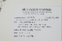 密毛蒿蕨藏品圖，第2張