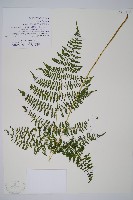 禾稈亮毛蕨藏品圖，第1張