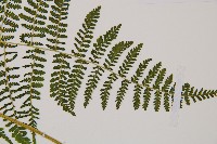 禾稈亮毛蕨藏品圖，第3張