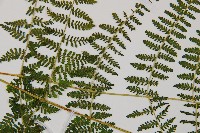 禾稈亮毛蕨藏品圖，第4張