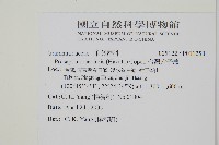 穴子蕨藏品圖，第2張