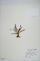 疏毛荷包蕨藏品圖，第1張