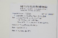 疏毛荷包蕨藏品圖，第2張