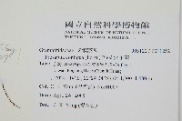 穴子蕨藏品圖，第2張