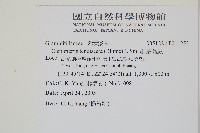 細葉蒿蕨藏品圖，第2張