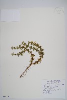 千層塔藏品圖，第1張