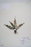 假蹄蓋蕨、東洋蹄蓋蕨藏品圖，第1張