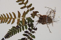 假蹄蓋蕨、東洋蹄蓋蕨藏品圖，第3張