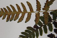 假蹄蓋蕨、東洋蹄蓋蕨藏品圖，第5張