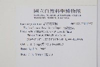 呂宋舌蕨、台灣舌蕨藏品圖，第2張