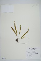 大武禾葉蕨藏品圖，第1張