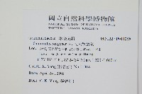 大武禾葉蕨藏品圖，第2張