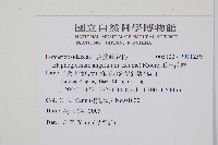 爪哇舌蕨藏品圖，第2張