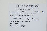 梳葉蕨藏品圖，第2張