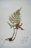 黑鱗複葉耳蕨藏品圖，第1張