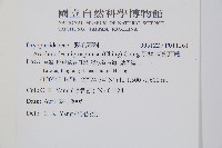 黑鱗複葉耳蕨藏品圖，第2張