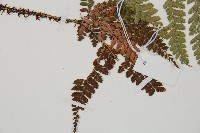 黑鱗複葉耳蕨藏品圖，第3張