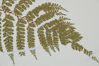 黑鱗複葉耳蕨藏品圖，第4張