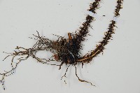 黑鱗複葉耳蕨藏品圖，第5張